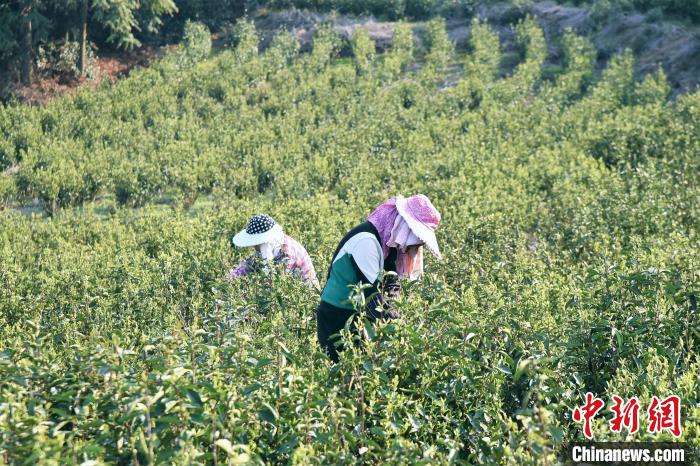 茶农在茶叶种植基地采茶。　周思颖 摄