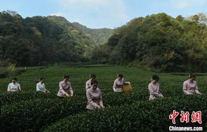 西湖龙井开茶典礼在杭举办 首批西湖龙井春茶即将面市