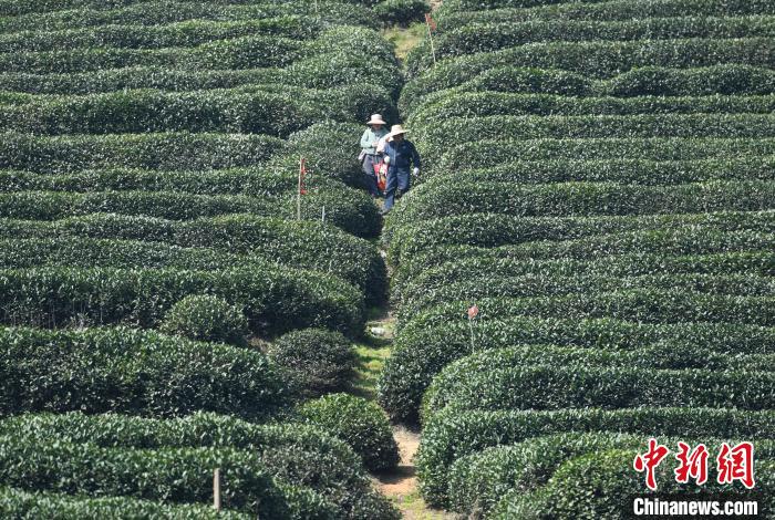 当地的茶园。　王刚 摄