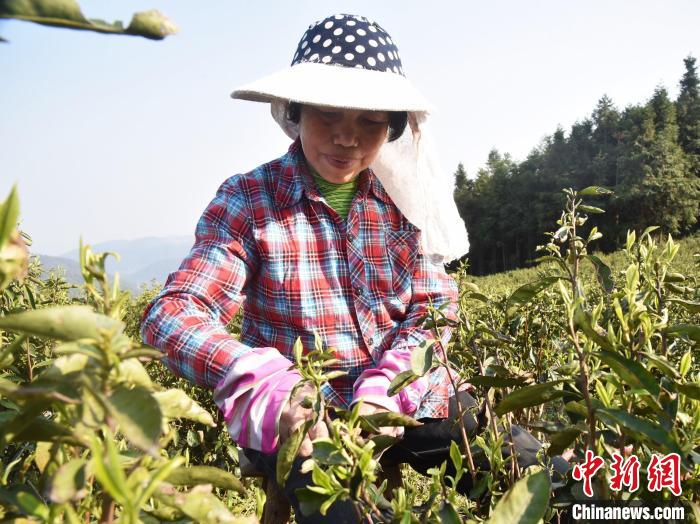 茶农在茶叶种植基地采茶。　周思颖 摄