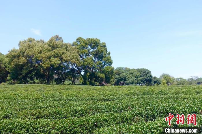 西湖区一茶园内。　钱晨菲 摄