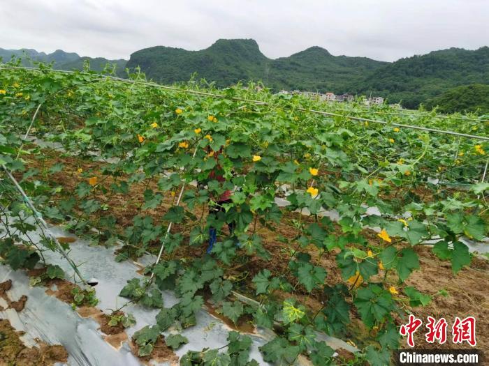 江永县广发农业有限公司的蔬菜基地 。　周文 摄