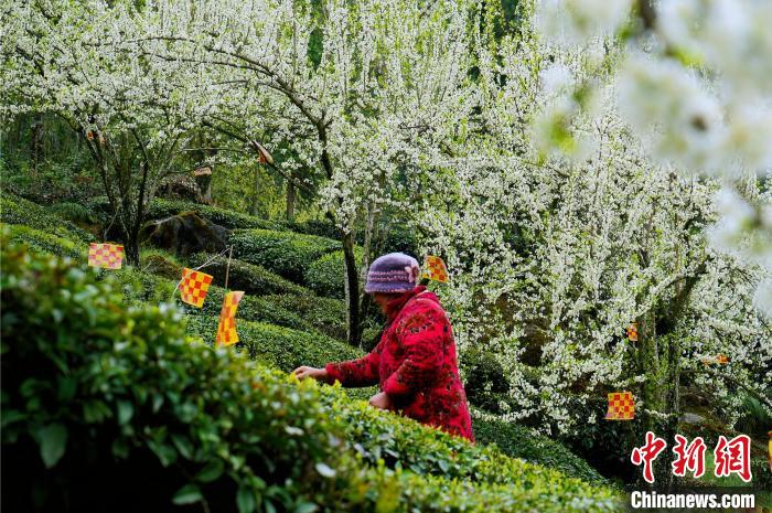 五峰当地茶农在茶园里采摘春茶 董晓斌 摄