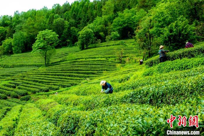 农民在神农架生态茶园采摘春茶。(资料图) 神农架林区供图