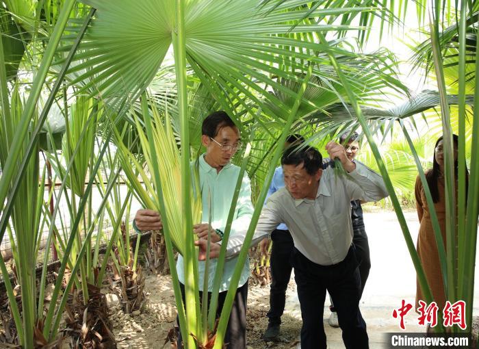 与会专家参观新会南坦葵林 麦瑞聪 摄