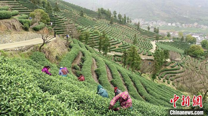 采茶工在茶园里采茶。　钱晨菲 摄