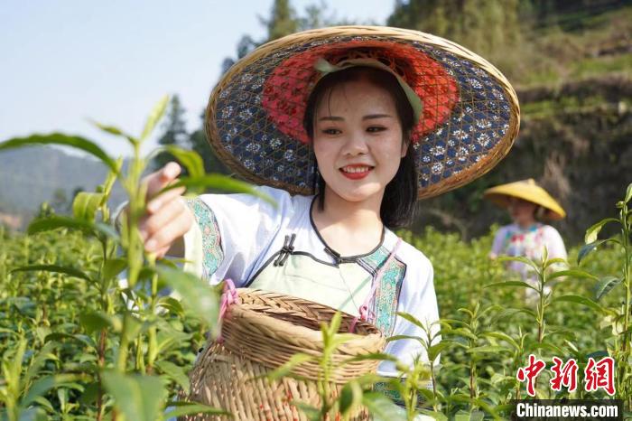 茶农采摘古丈毛尖茶。　张棋铭 摄