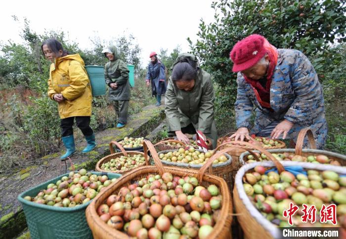 图为贵州玉屏油茶果。　刘四黑 摄