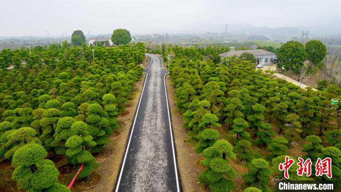 孙桥镇是目前全国存量对节白蜡最多的地区 张畅 摄