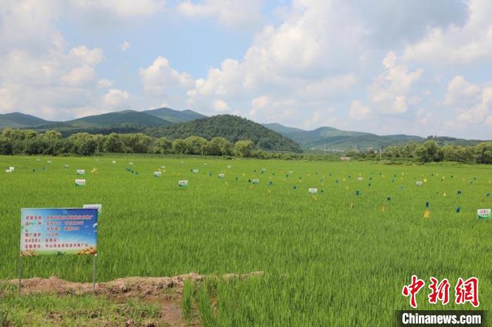 磐石规划的“千塘稻”种植区(资料图) 磐石市委宣传部供图