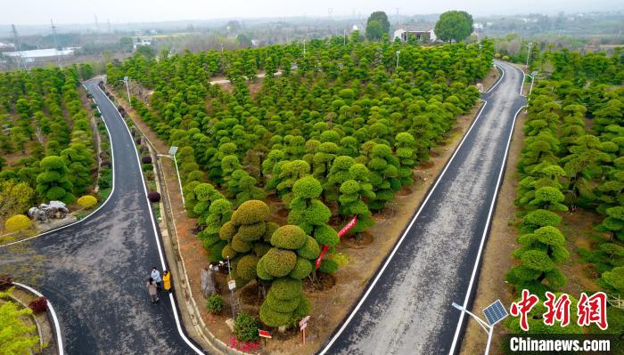 孙桥镇是目前全国存量对节白蜡最多的地区 张畅 摄