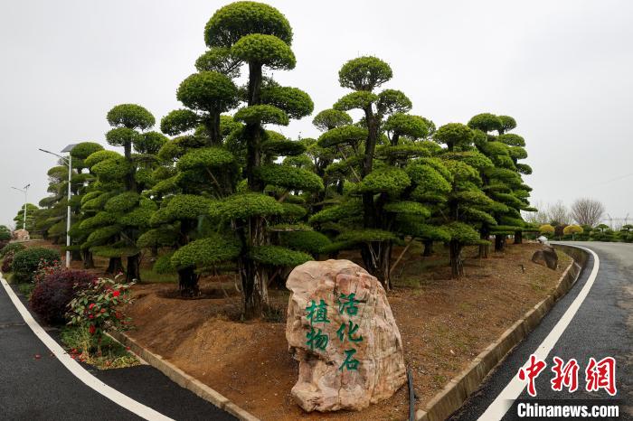 孙桥镇是目前全国存量对节白蜡最多的地区 张畅 摄