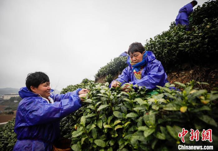 安吉白茶采摘现场 张卉 摄