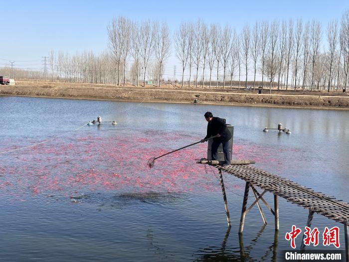 图为三河市马大宙村，养殖户正在指导工人捕捞金鱼，查看鱼苗生长情况。　高澍 　摄