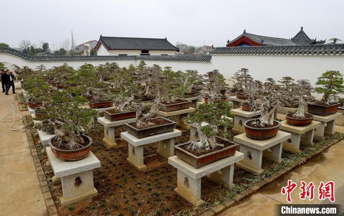 对节白蜡盆景 张畅 摄