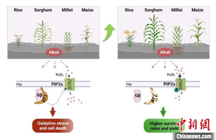 AT1调控的盐碱胁迫响应机制及AT1的利用可以提高多种作物在盐碱地上的产量。　中科院遗传发育所 供图