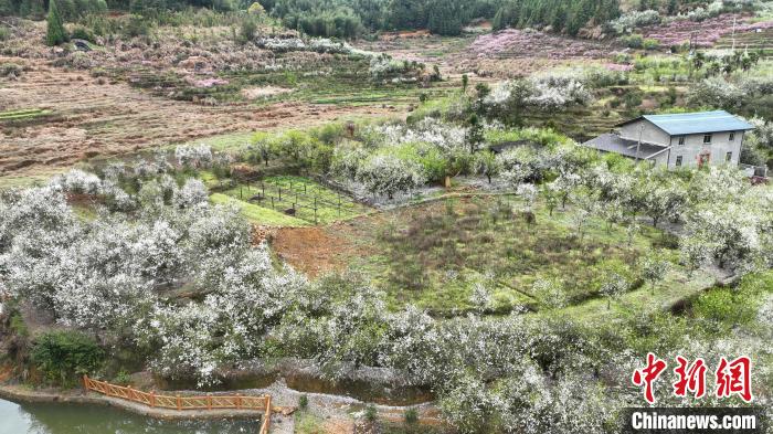 福建闽清现春山花海景观，枳壳种植带动乡村振兴。　蒋祖德 摄