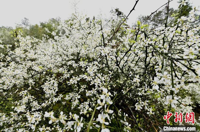 福建闽清现春山花海景观，枳壳种植带动乡村振兴。图为枳壳花竞相开放。　蒋祖德 摄