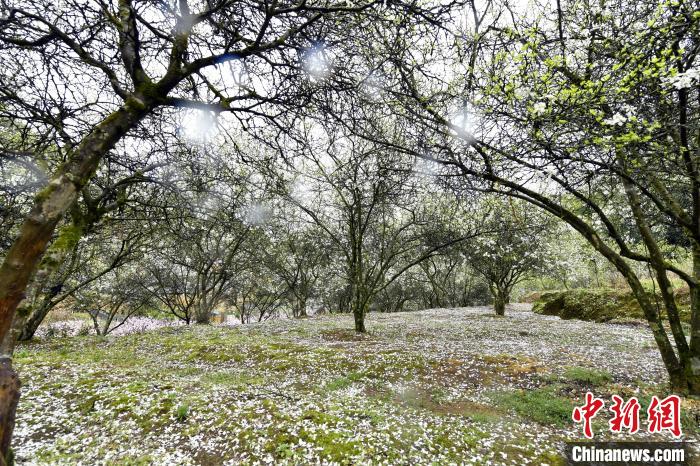 福建闽清现春山花海景观，枳壳种植带动乡村振兴。图为枳壳花竞相开放。　蒋祖德 摄