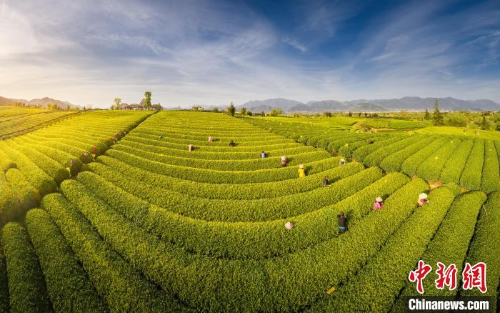 松阳茶园 胡立雷 摄