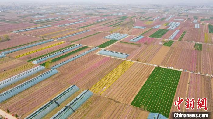 万安镇是华北地区最大的优质油桃生产基地。　兰立强 摄