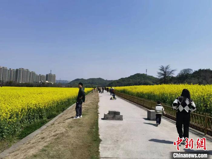 位于浙江杭州乡村的油菜花进入盛花期 谢盼盼 摄