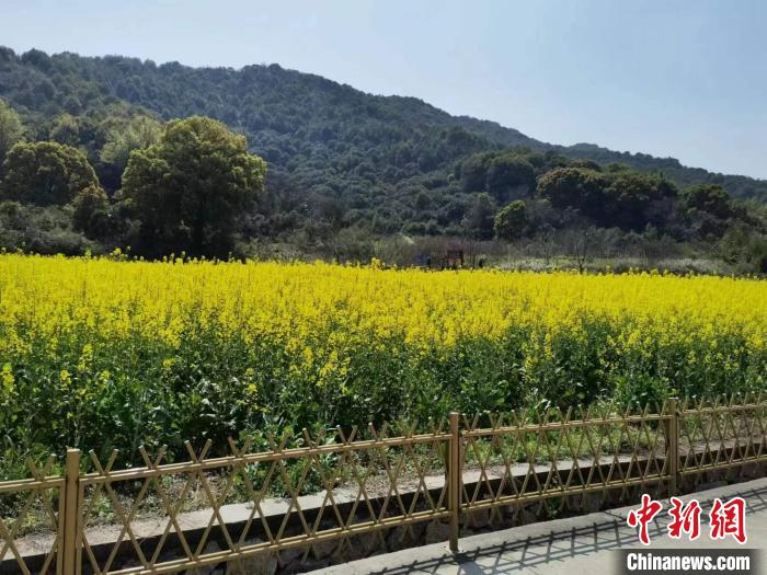 位于浙江杭州乡村的油菜花进入盛花期 谢盼盼 摄