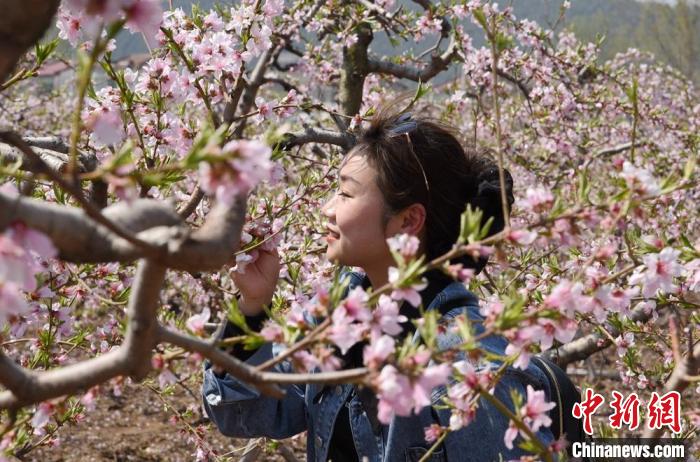 桃花美丽，游客陶醉。　 朱志庚 摄