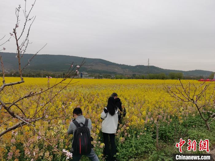 游客在油菜花田拍照 徐徐 摄