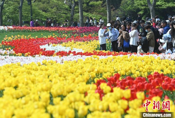 西湖太子湾郁金香花盛开，游客到此游玩打卡 王刚 摄