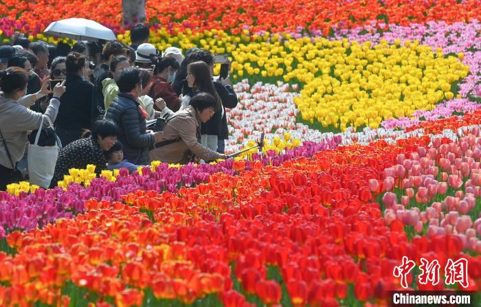 杭州西湖太子湾郁金香花盛开 王刚 摄