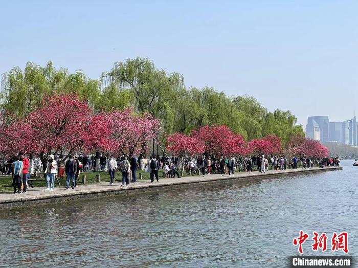 春暖花开，西湖白堤上游客络绎不绝 王题题 摄