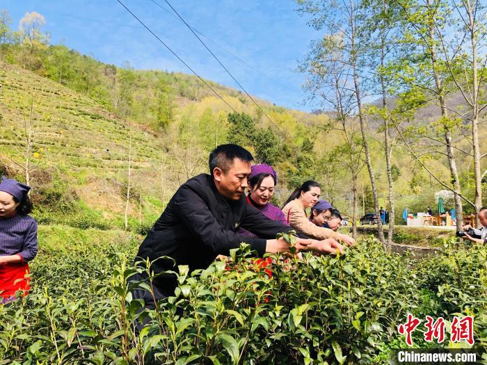 当地村民带领嘉宾体验采茶 王炜丽 摄