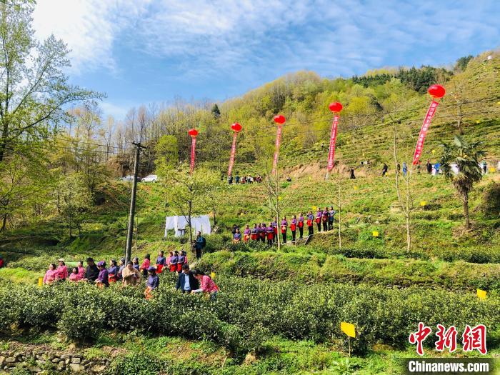 青川白茶采摘节现场 王炜丽 摄