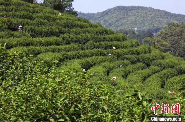 茶园一景。　黄诗媛 摄