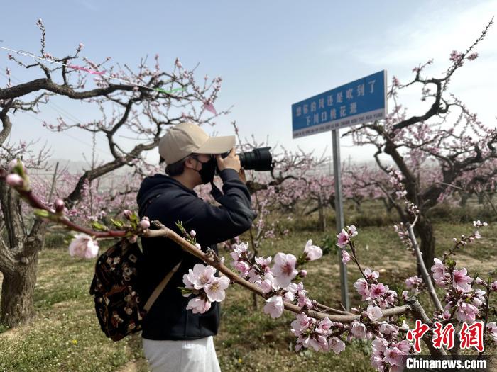 图为摄影爱好者在桃花林里摄影。　李隽 摄