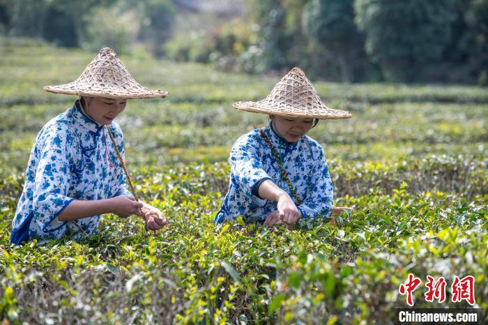 图为采茶工们在六堡茶园里采摘春茶。(资料图) 何华文 摄