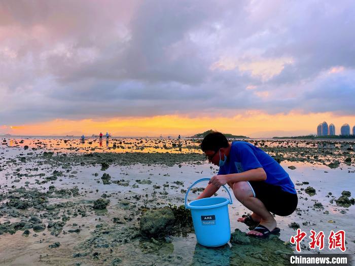 图为市民游客在三亚海边赶海拾贝。　三亚鹿回头国宾馆供图