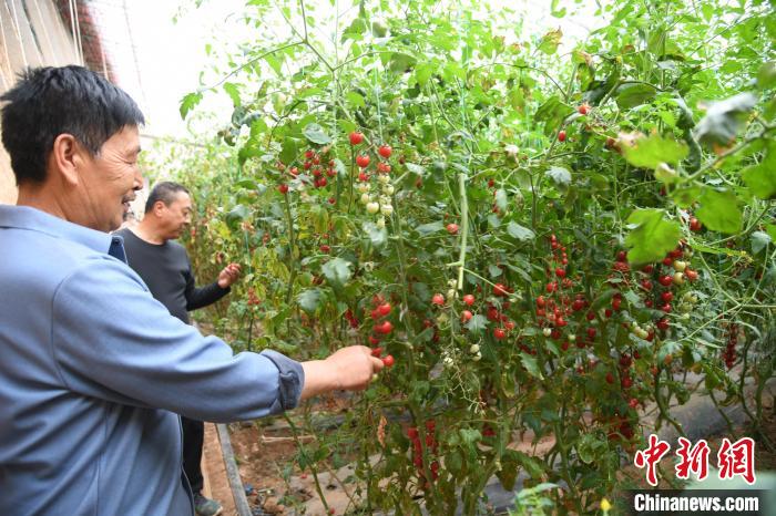 新型日光温室种植蔬菜。　杨晓聪 摄