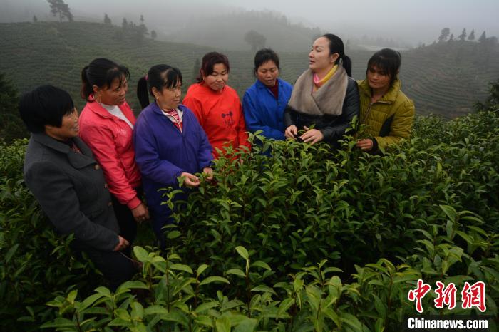 图为林小红(右二)在白茶种植基地传授采茶技能。　吴志贵 摄