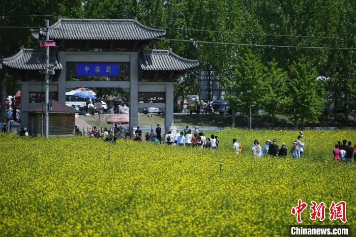 天津油菜花田吸引大批游客观光。　佟郁 摄