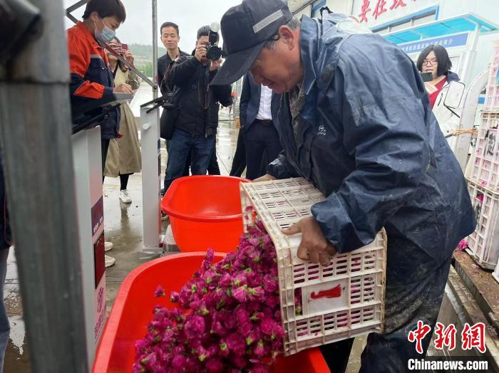 花农赵庆柱将鲜花称重结算 汪俐辰 摄