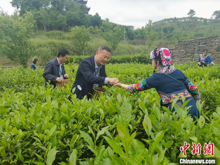 “行走中国——2023东盟国家主流媒体怀化行”采访团一行走进沅陵茶园。　杨华峰 摄