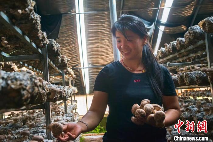 图为5月8日，秀杰村村民王世芳在食用菌棚里摘香菇。　受访者供图