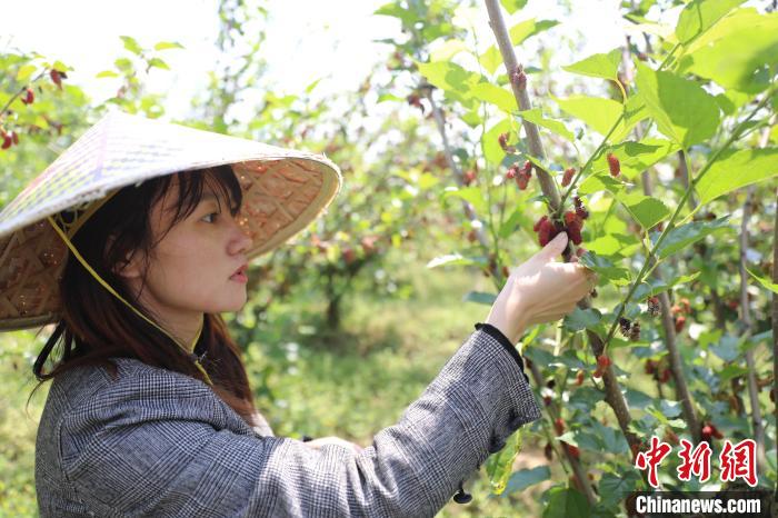 图为游客在果园里体验采摘桑葚。(资料图) 袁昕 摄