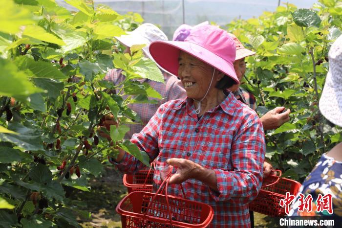 图为村民在果园里采摘桑葚。(资料图) 袁昕 摄