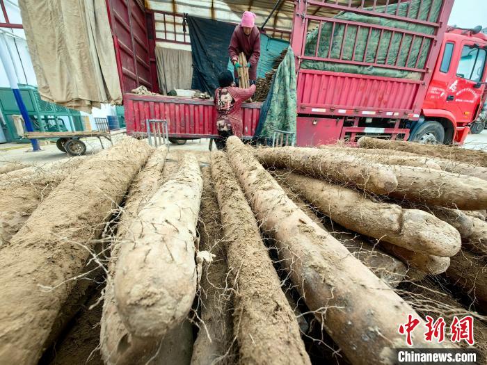 菏泽市牡丹区小留镇村民将冷藏的山药装车外运。(资料图) 郜玉华 　摄