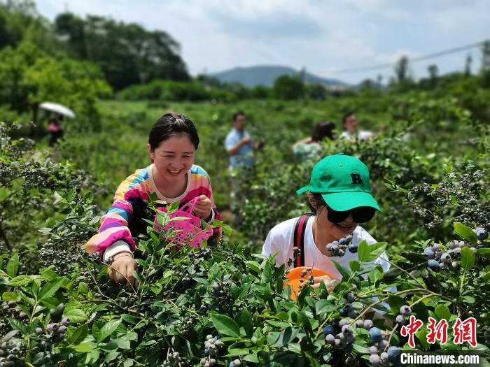 在江西赣州市赣县区蓝莓采摘园中开心采摘蓝莓的游客。　钟兆林 摄