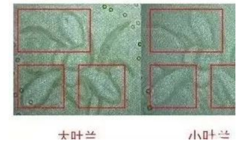 钱币收藏：1999年的纸币一元版别及分析