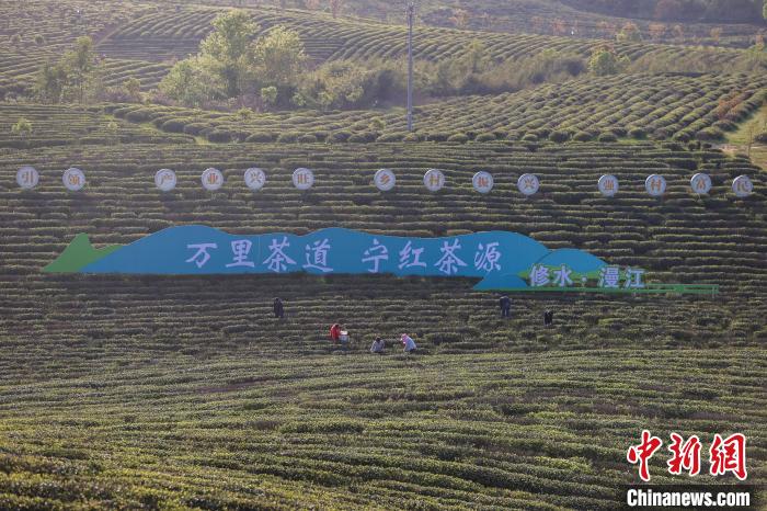 图为九江市修水县的一座宁红茶茶园。(资料图) 刘力鑫 摄